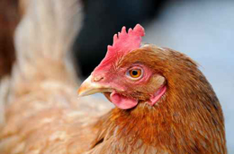 huhn.jpg