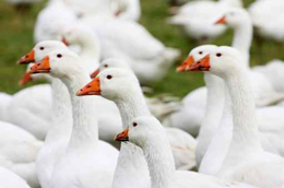 gans.jpg